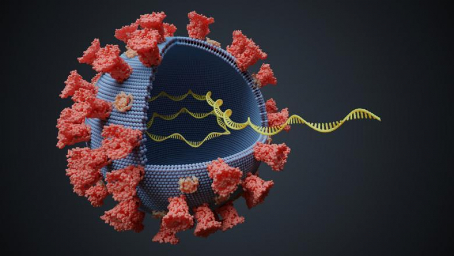 Mutație a coronavirusului, mai infecțioasă, dar mai puțin mortală