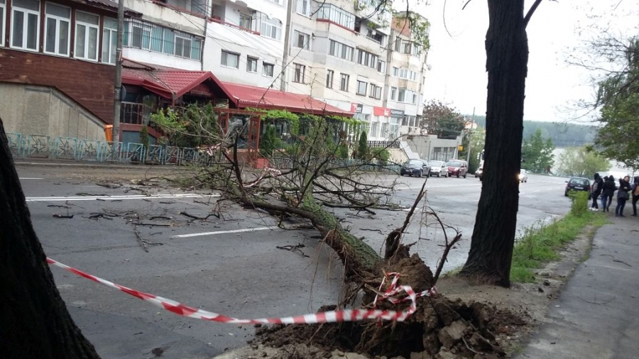 COPACI SMULȘI din rădăcini, în Galați, din cauza VÂNTULUI