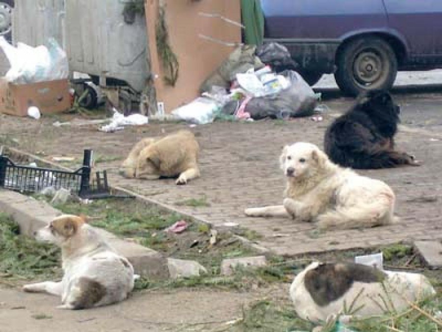 Primarul unui oraş din România vrea să monteze indicatoare care să semnaleze prezenţa câinilor fără stăpân