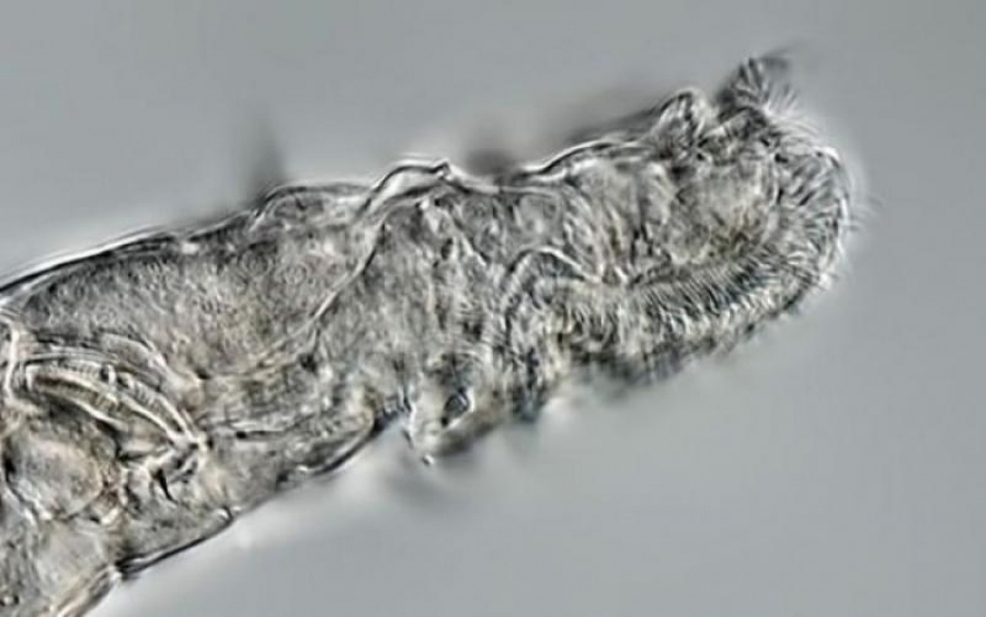 Un mic animal a supravieţuit înghețat timp de 24.000 de ani