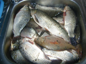 Peşte moldovenesc, confiscat de Ovidenii