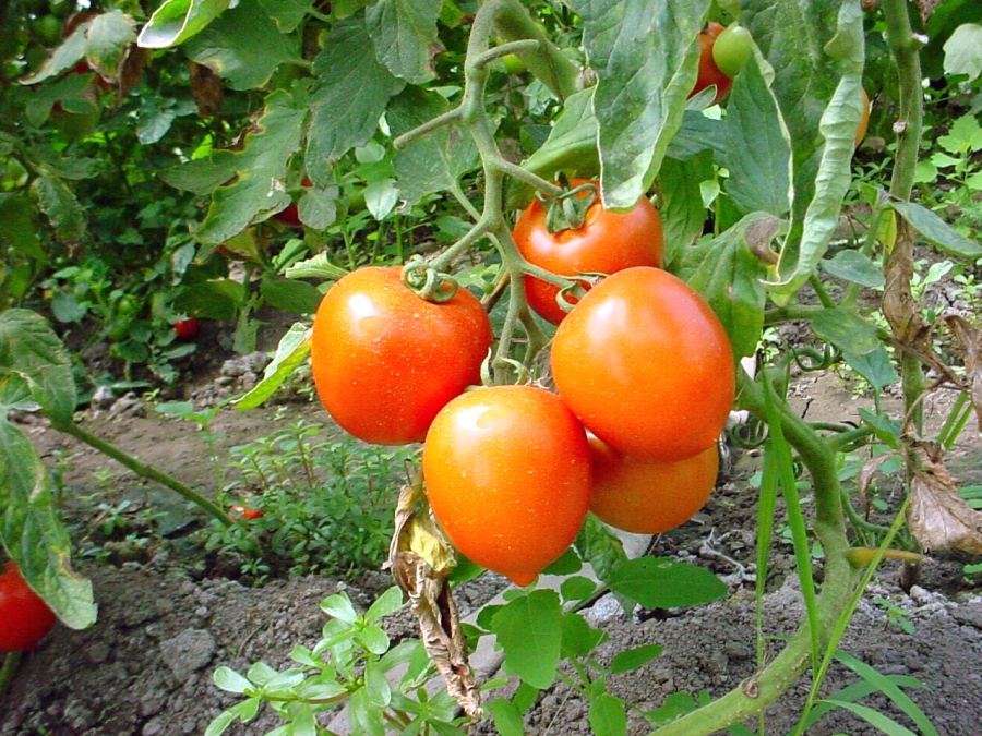 BANI pentru încurajarea cultivării tomatelor. Aproape două milioane de euro pentru legumicultorii gălățeni