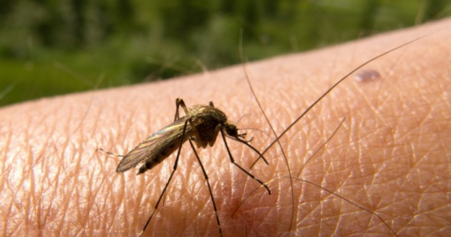 Legătura dintre boala Dengue și COVId-19