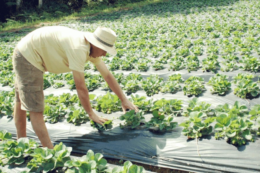 LOCURI DE MUNCĂ/ Danezii caută MUNCITORI în agricultură