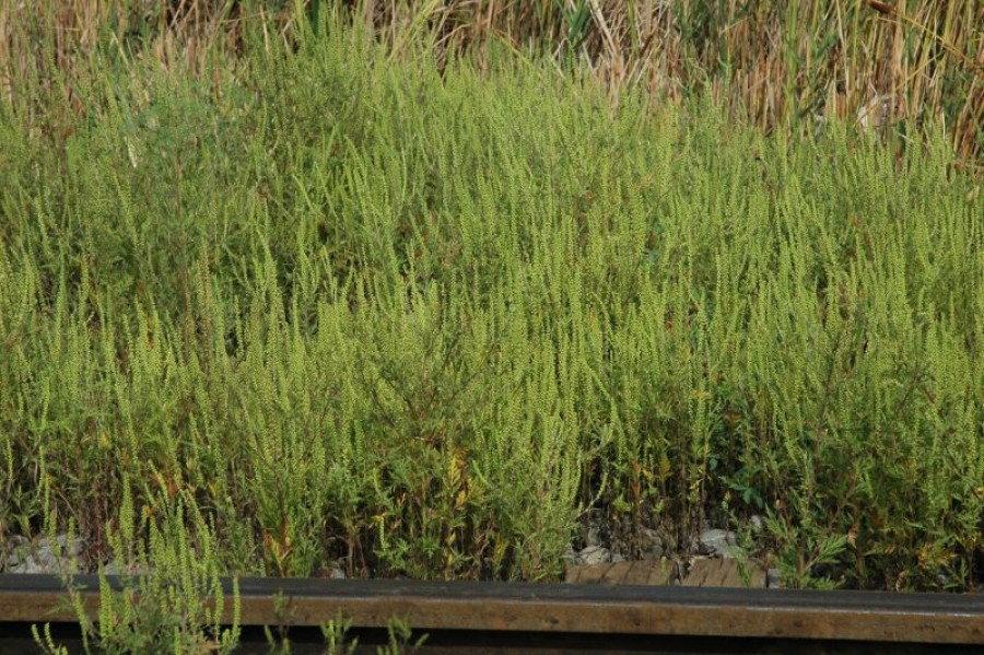ATENŢIONARE! Pe câmpurile gălăţene creşte o plantă care poate produce alergii