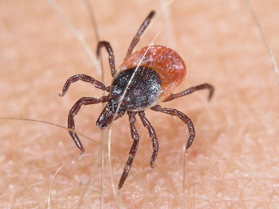 A reînceput "isteria" Lyme! Gălăţeni MUŞCAŢI DE CĂPUŞE la iarbă verde