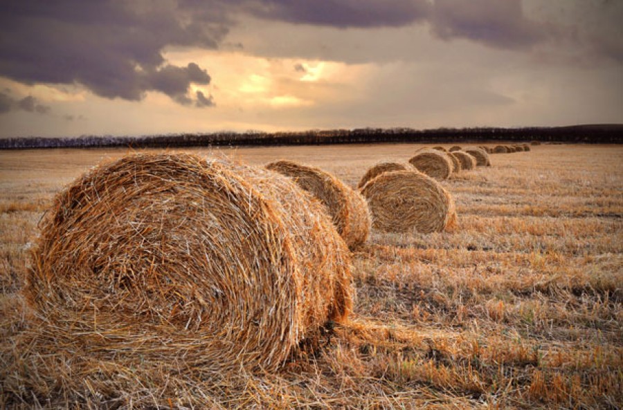 Speculatorii imobiliari sunt pregătiţi să cumpere terenurile agricole 