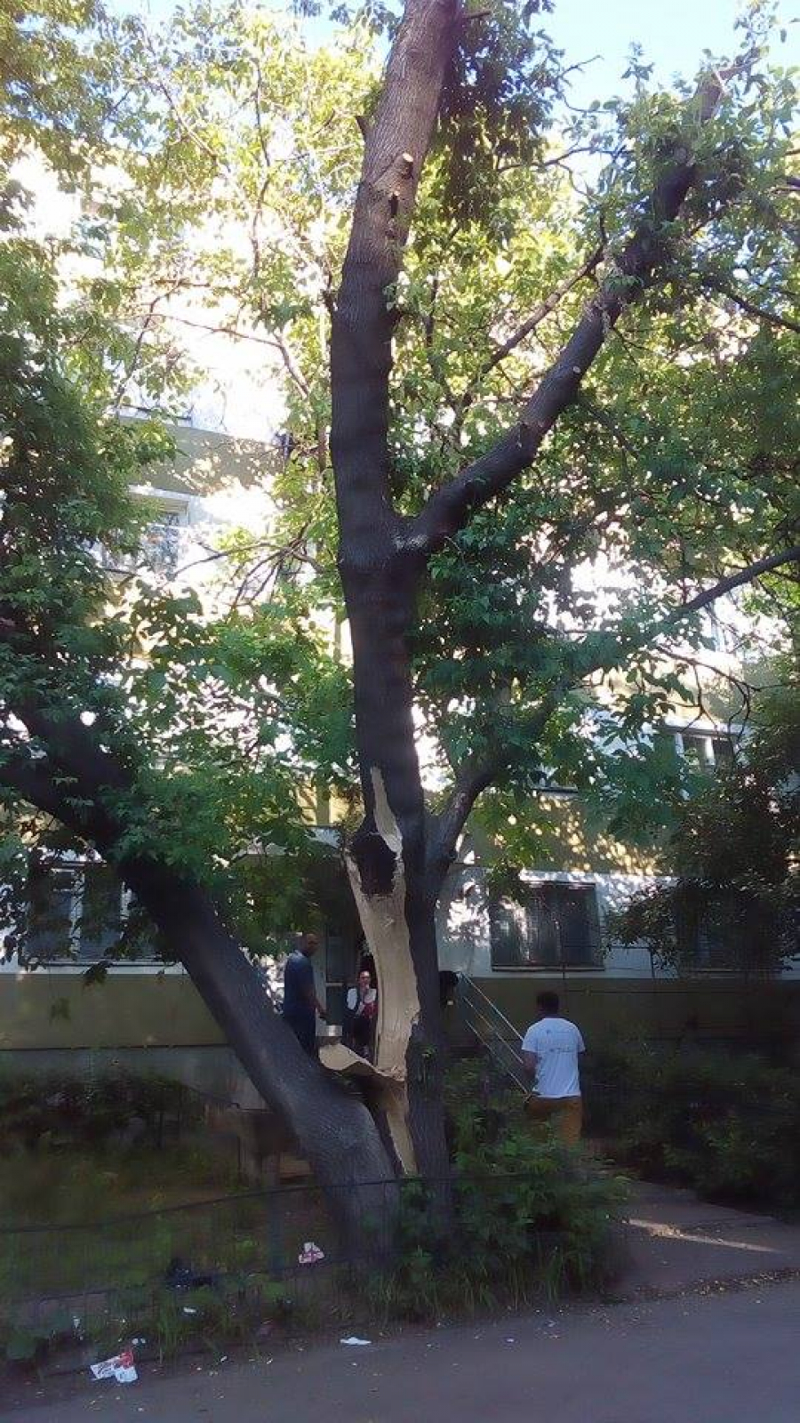 Un copac pentru neliniştea noastră