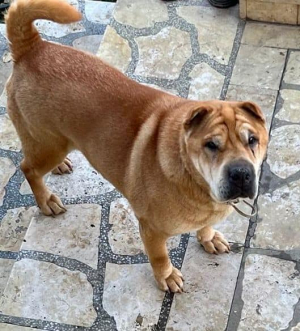 S-a pierdut un câine care nu se poate descurca pe stradă, ajutați-ne să-l găsim!