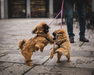 Foto: Collins Lesulie, Unsplash