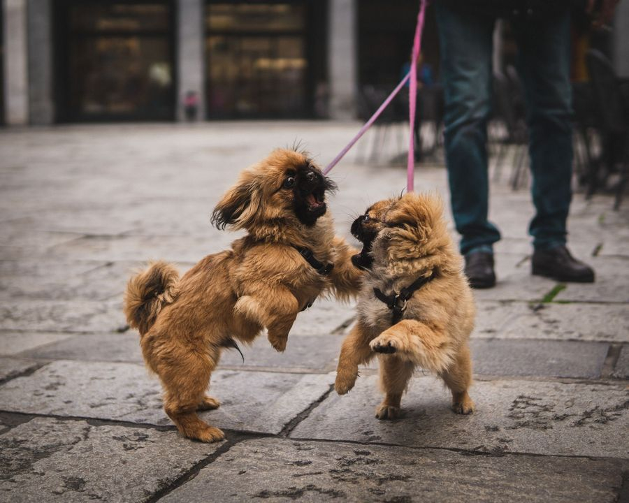 Cum îţi protejezi câinele de agresivitatea altor câini