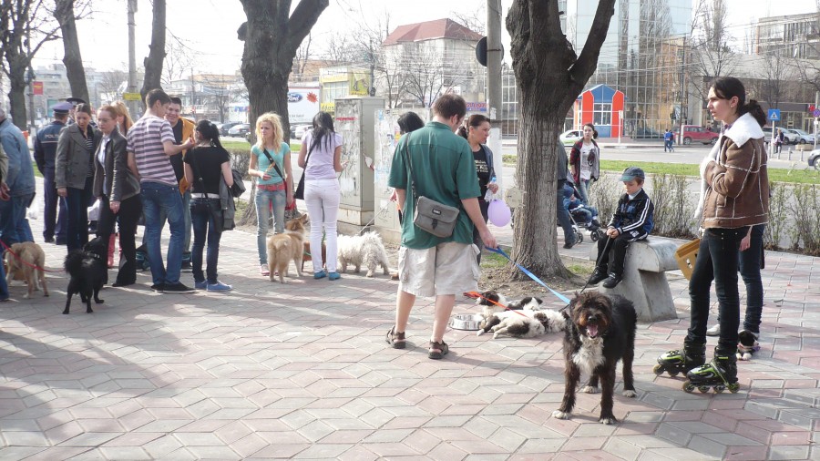 Căţeluşi în căutarea unui prieten 