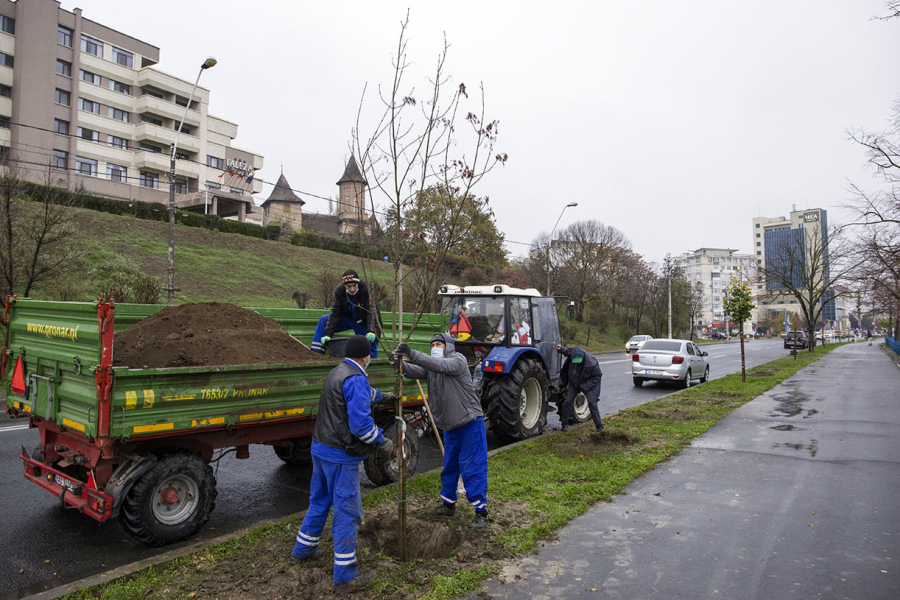 Câţi arbori trebuie să prindă rădăcini anul acesta