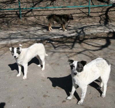 Patrupedele cu sau fără stăpân, în vizorul locuitorilor din zona Spicu