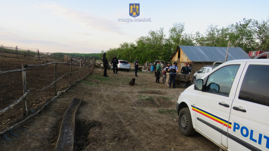 Furturi comandate la stâne din județul Galați. Descinderi în forță la hoții de ovine (FOTO și VIDEO)