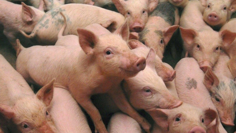 Cea mai mare fermă de porci din România, îngropată de pestă