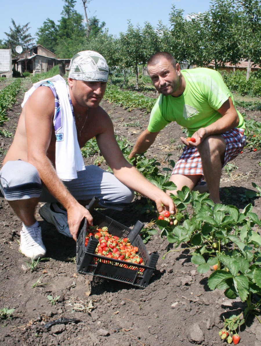 Fructe de soi la Băleni - Plantaţie de căpşuni în stil italian  