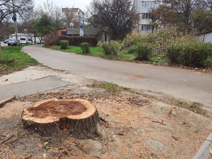 Copac periculos, tăiat de Gospodărire Urbană