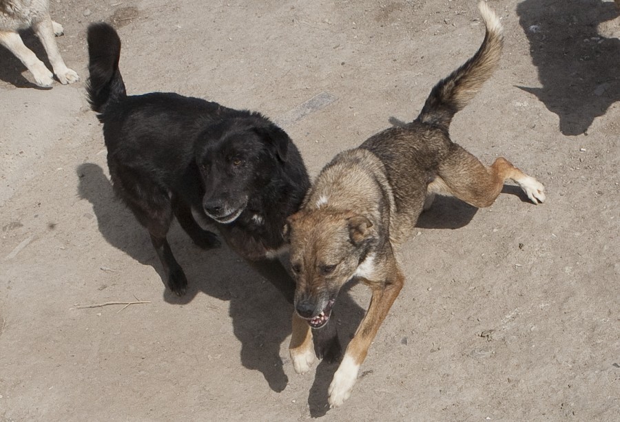 Focar de rabie chiar în oraş. Vulpe turbată găsită în curtea unui gălăţean