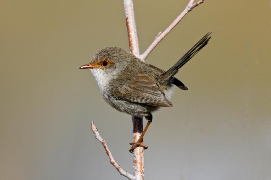 Elevii descoperă lumea păsărilor, la ŞCOALA DE VARĂ de ornitologie