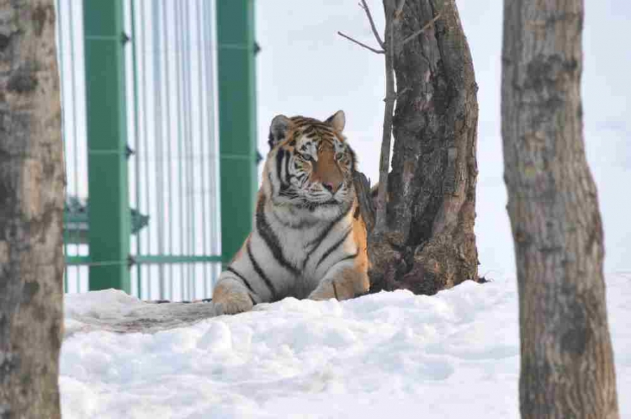 FOTO | Tigrii siberieni de la ZOO fac spectacol în zăpadă | Cum sunt protejate de frig animalele sălbatice