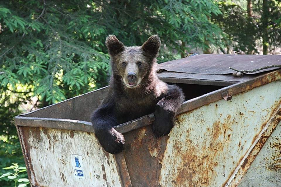 Sute de cazuri în care a fost semnalată prezența urșilor