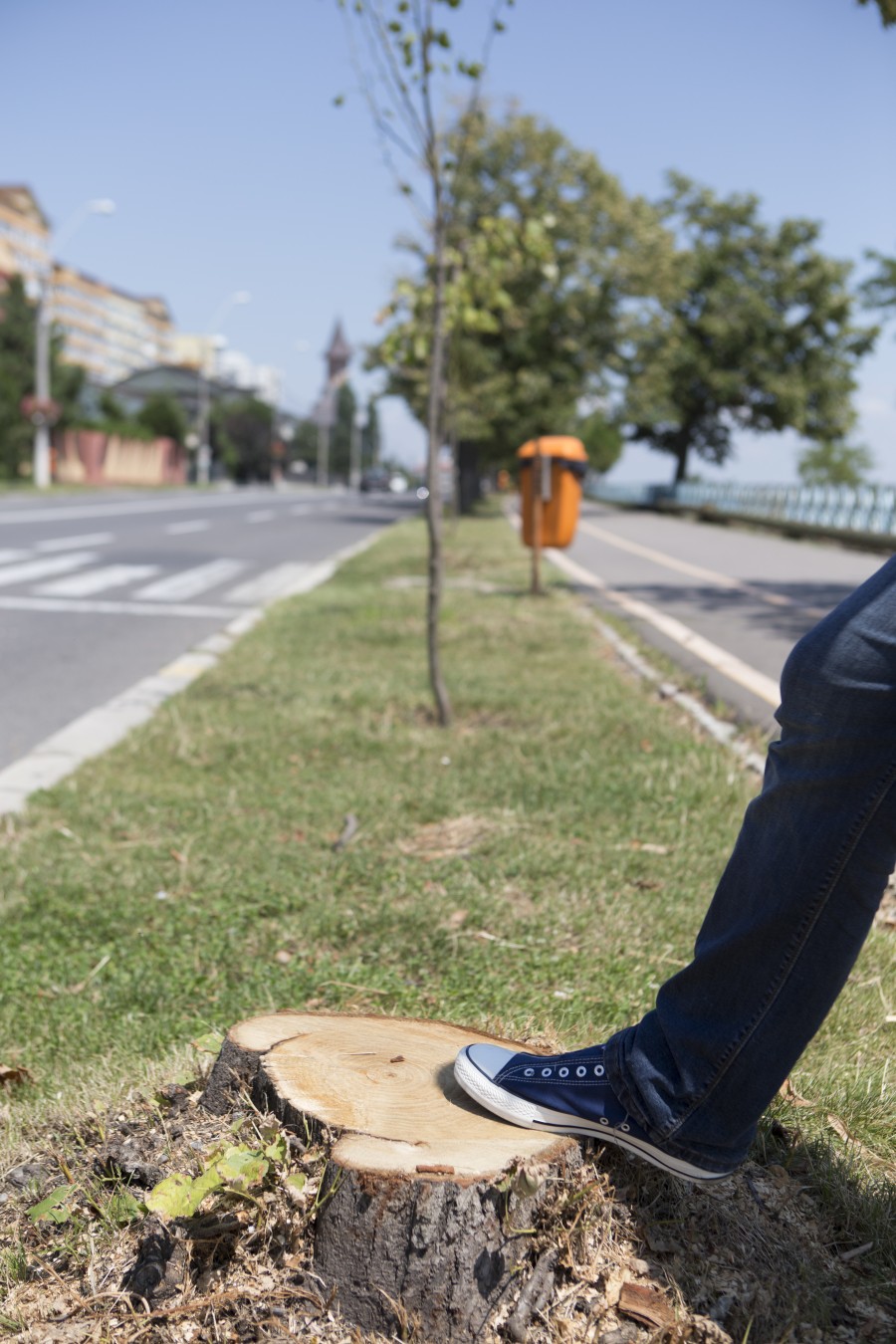 SE TAIE TEII de pe FALEZA Superioară! Au DISPĂRUT deja 15 arbori! (FOTO)