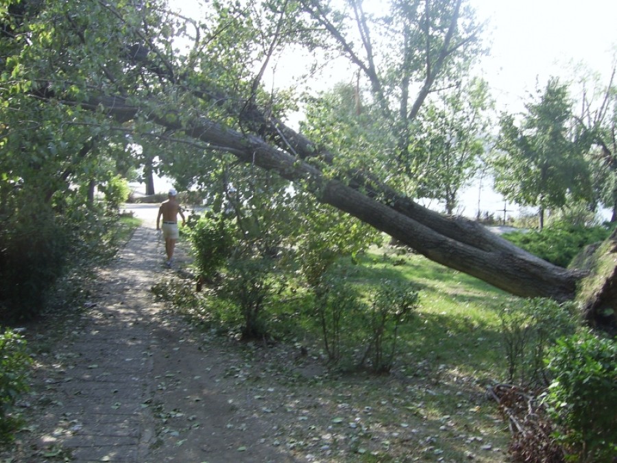 Arc de triumf vegetal pe Faleză: Copac prăbuşit, aştept victime!