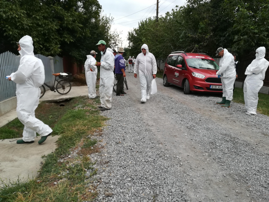 Porcii medicului veterinar, confirmaţi cu pestă porcină