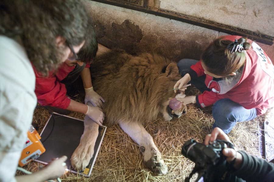 Vier Pfoten în misiune la Grădina Zoologică Galaţi: Un leu cu probleme ar putea lua calea Africii 