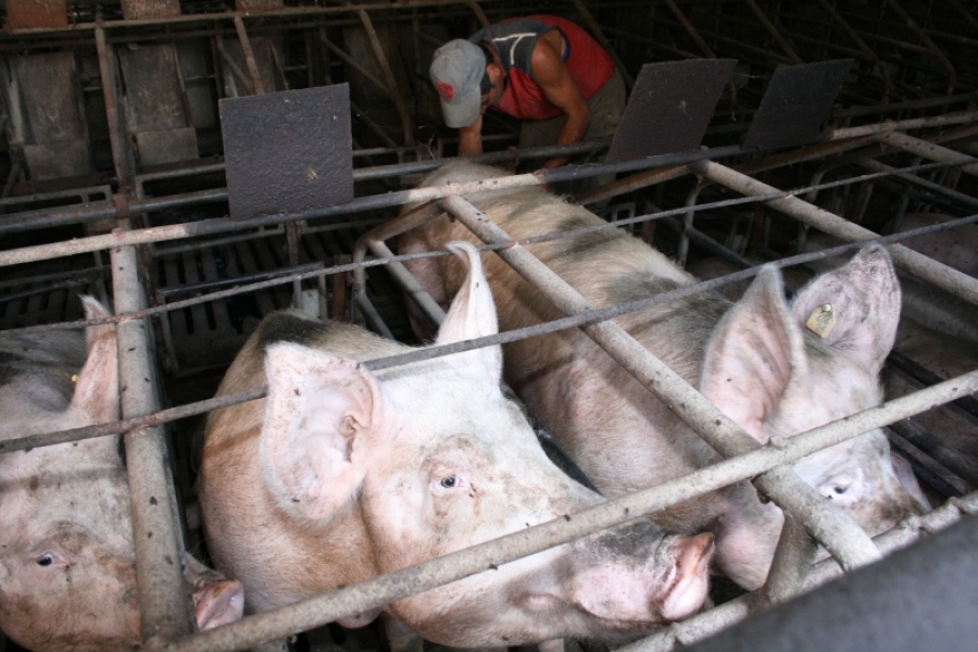 Cel mai mare crescător gălăţean de porci e în insolvenţă