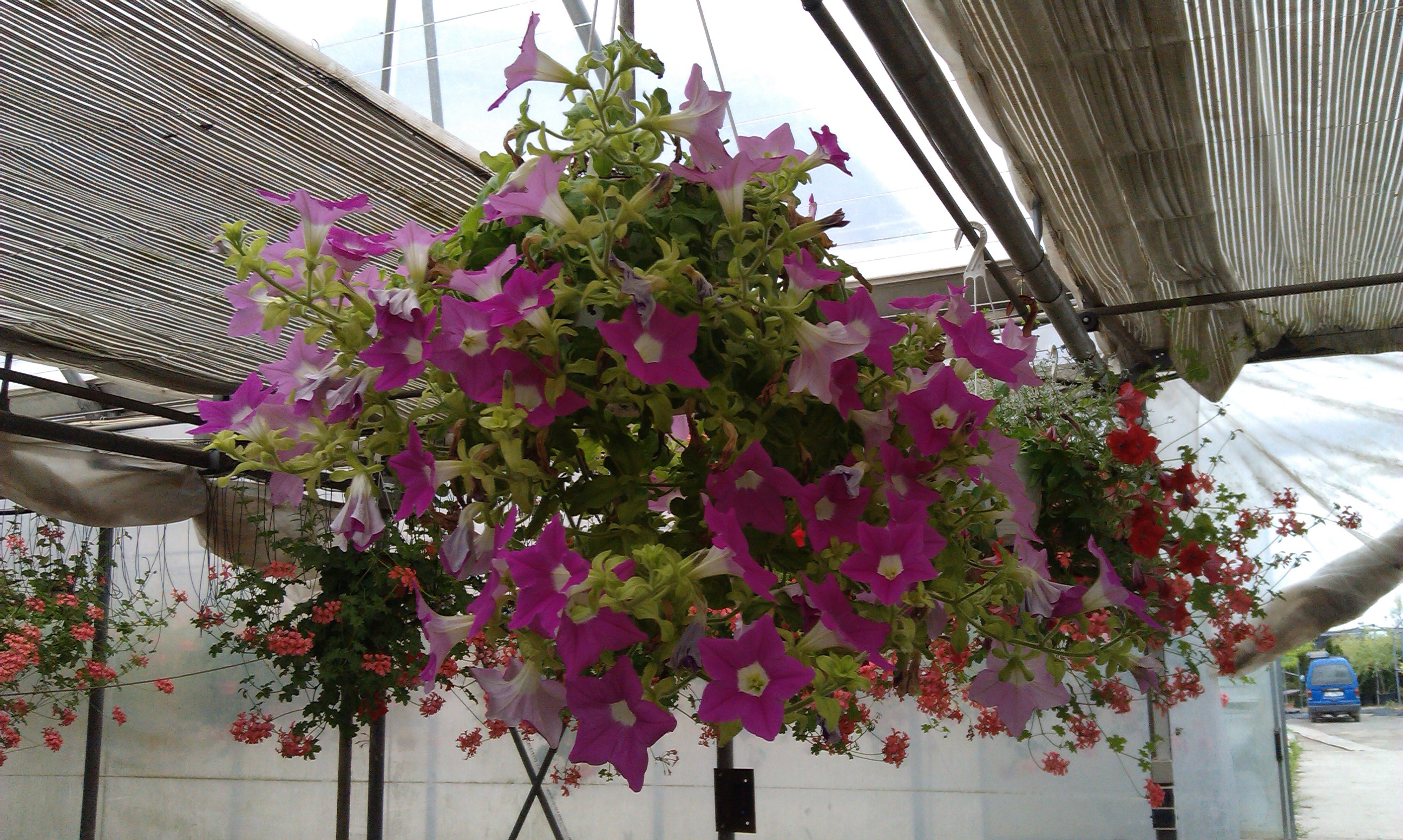 Primăria Scânteieşti îşi face SERĂ DE FLORI cu fonduri europene