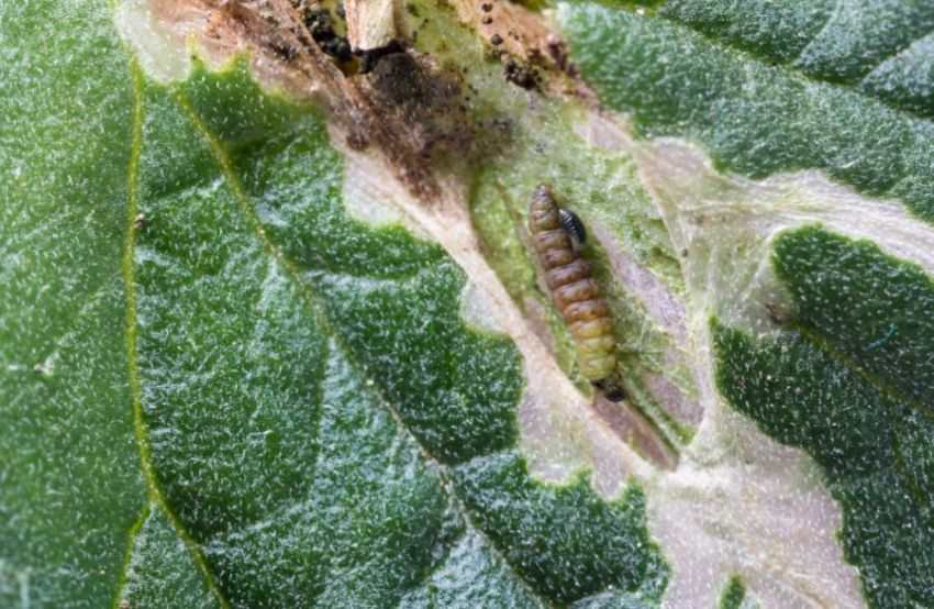 Tuta absoluta în culturile de tomate: cum o recunoști și ce insecticide funcționează cu adevărat