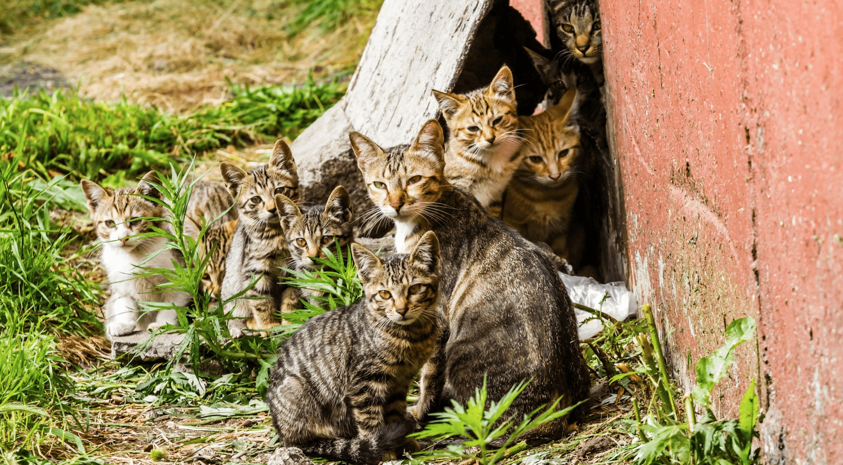Primul caz de gripă aviară la pisici