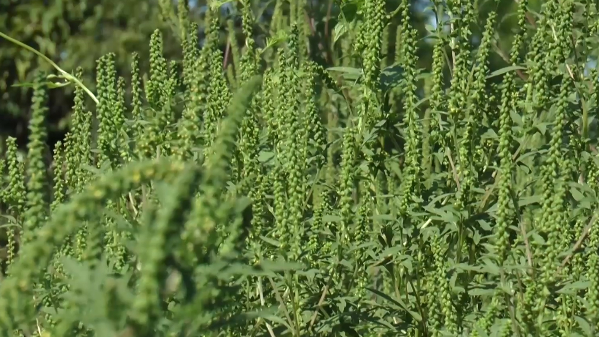 PERICOL în sezonul cald. ATENȚIE la ambrozie, buruiana care provoacă alergii severe!