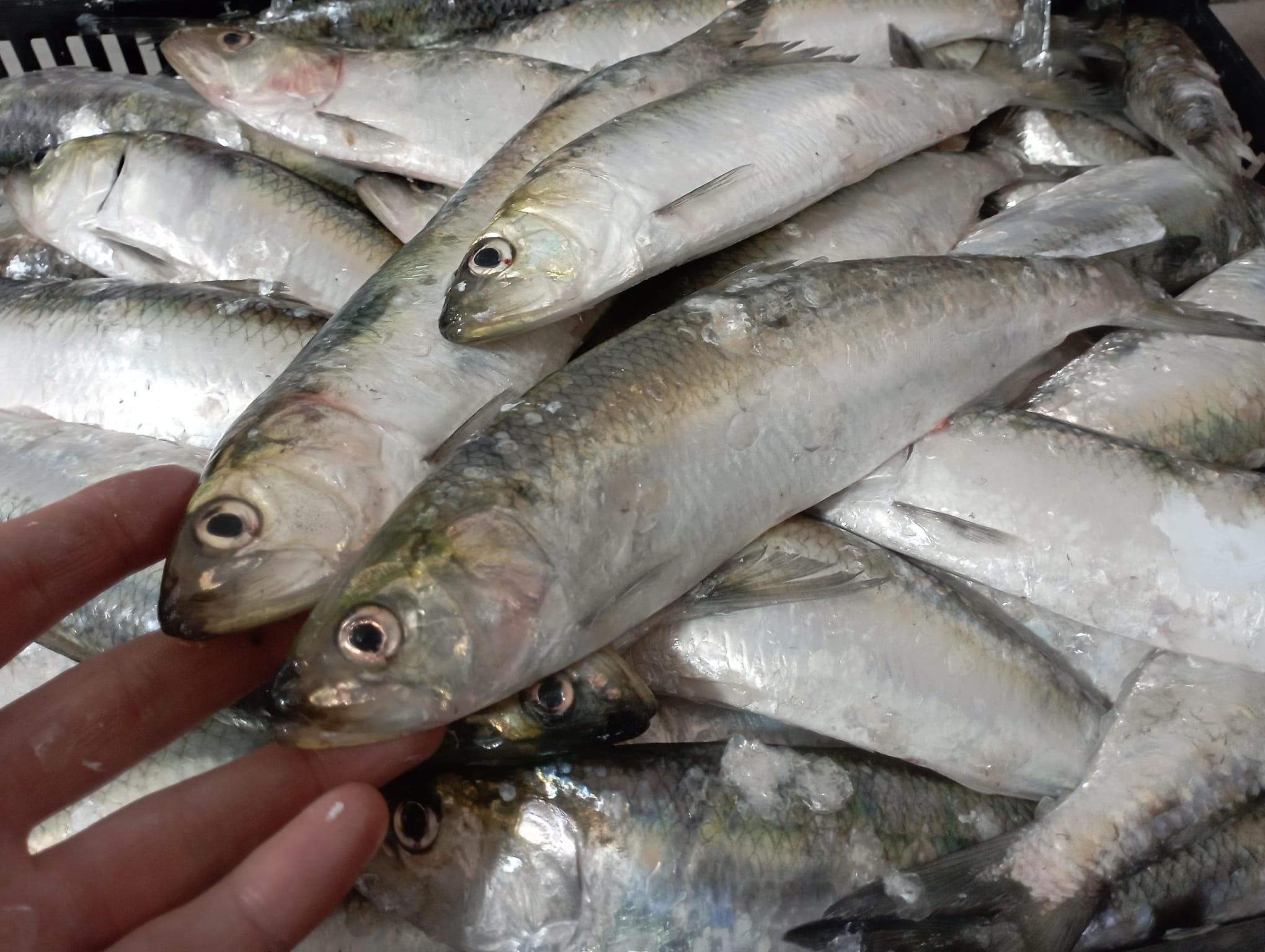 „Peștele Mustăcios”, fără curent