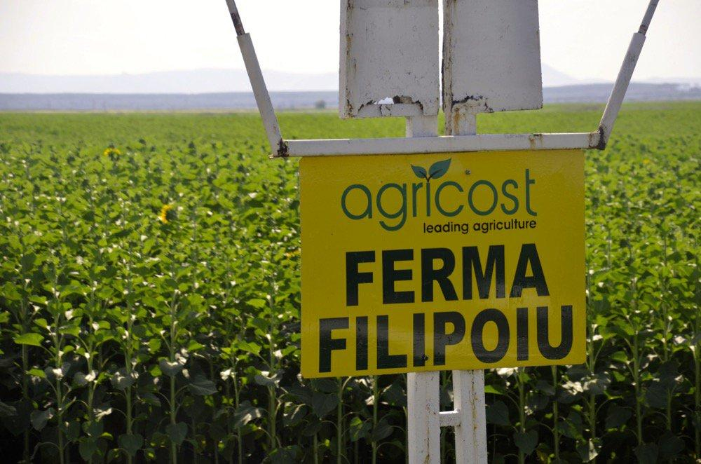 Vin şeicii în Insula Mare a Brăilei?