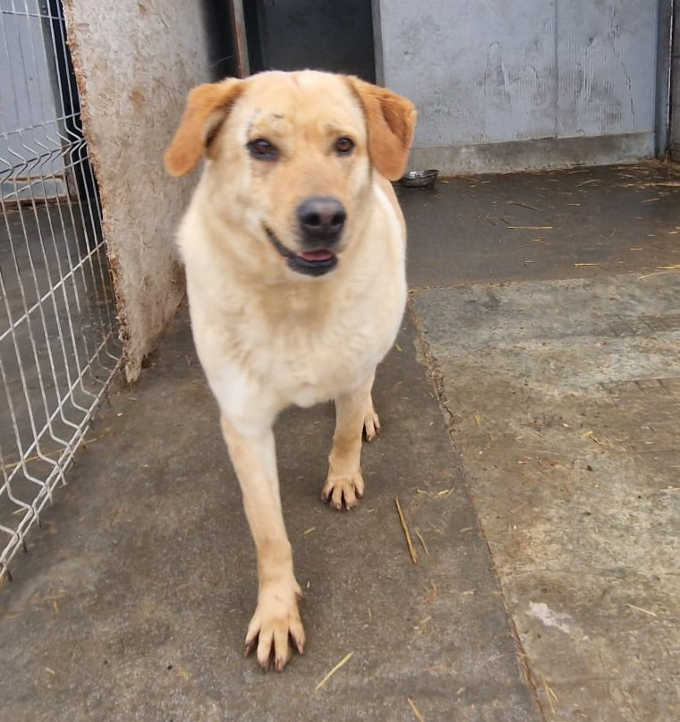 Blondul caută o familie care să-i redea încrederea în oameni. Şcoala iubitorilor de animale