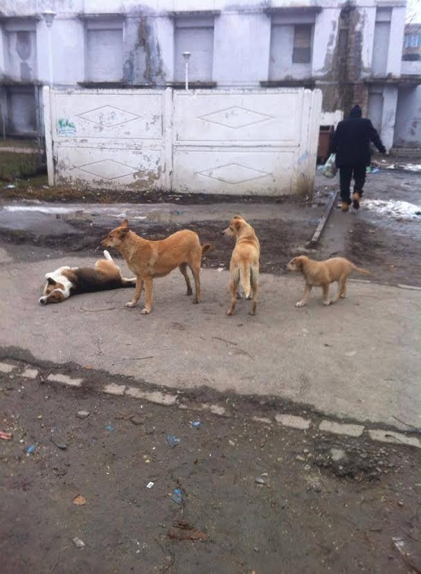 TINERII ŞI ORAŞUL/ În Micro 39 - slalom printre gropi, CÂINI şi GUNOAIE