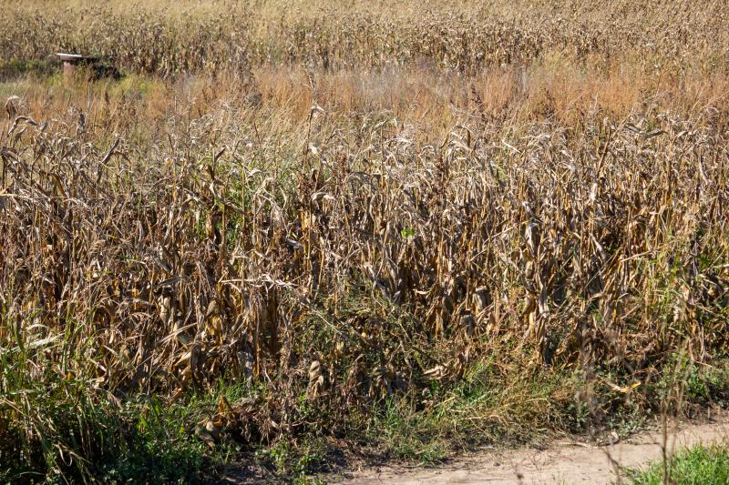 Culturile din judeţul Galaţi, compromise de seceta extremă