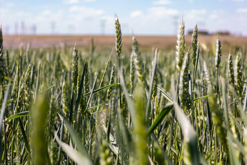Ministrul Agriculturii ne asigură că "o să avem pâine"