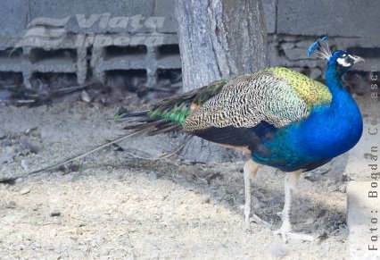 Imperial de Cosmeşti – păunii indieni 