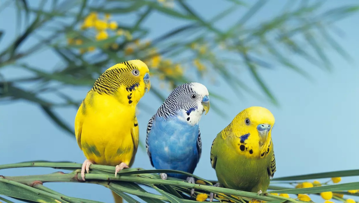 I-a prins peruși interferând