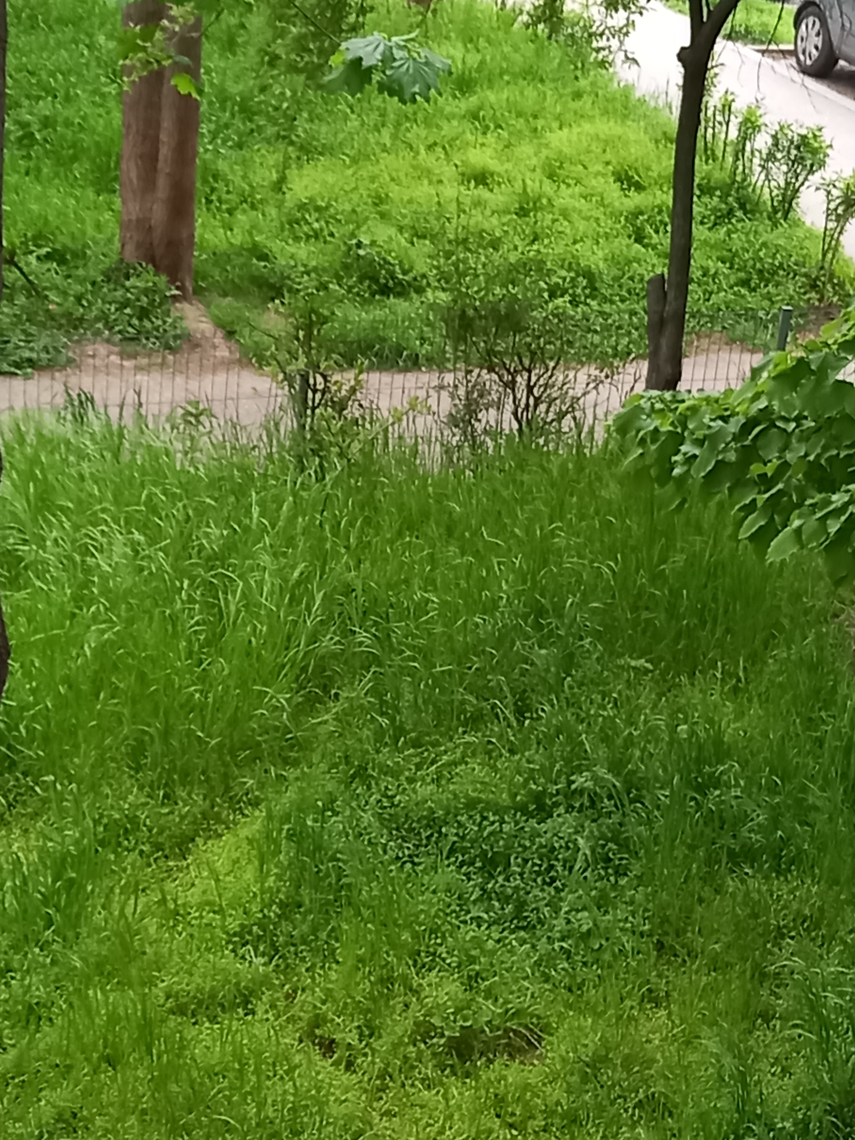 Poza zilei. Iarba verde de acasă crește, nimănui nu-i pasă!