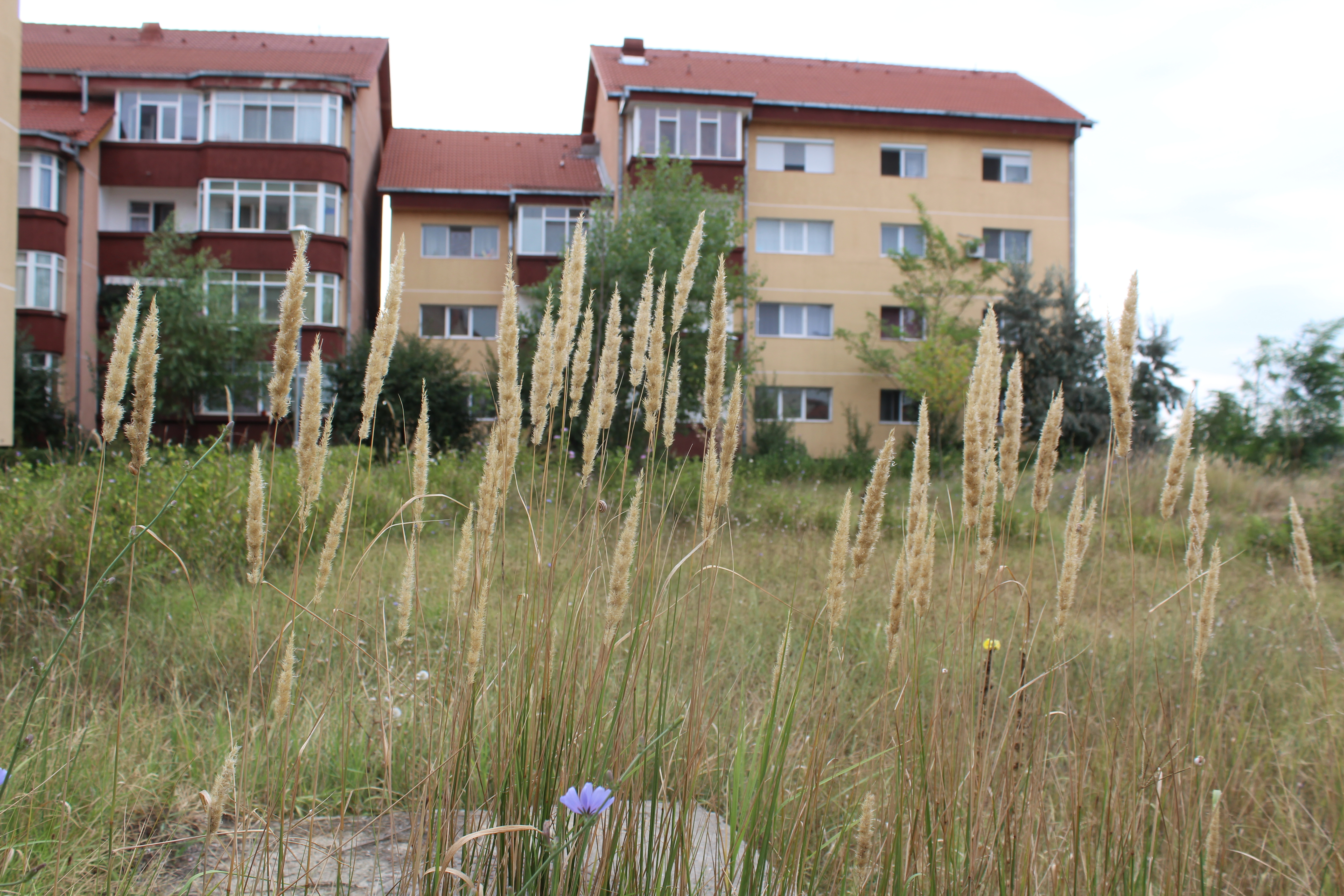 Cartierul Cantemir, între agricultură şi viitorii cetăţeni ai Brăilei