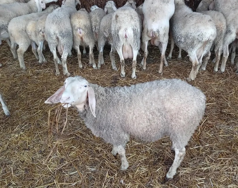 Focar de pesta micilor rumegătoare