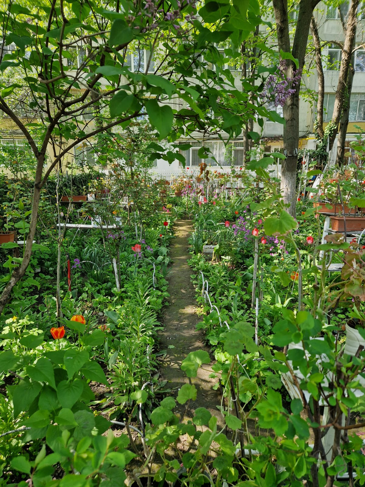 Minunile înflorite din oazele cartierului Ţiglina III