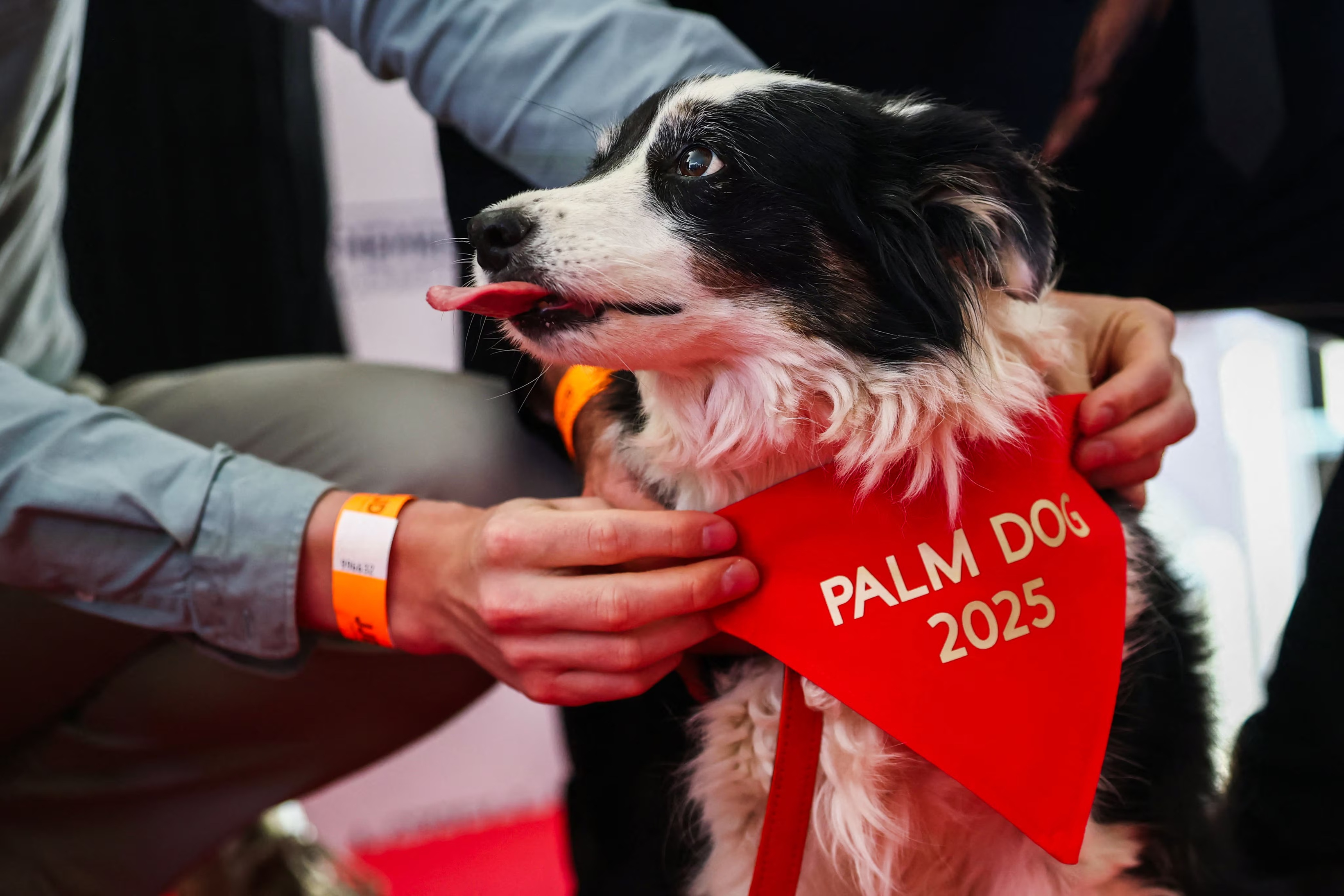 Și câinii sunt premiați la Festivalul de Film de la Cannes