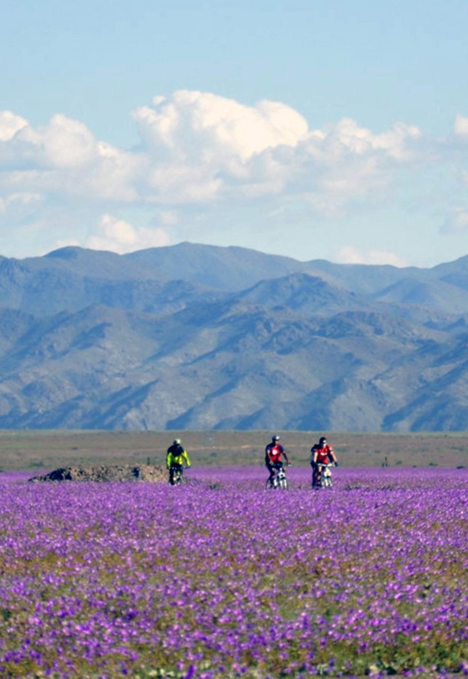 Covor de flori în CEA MAI ARIDĂ zonă de pe Pământ