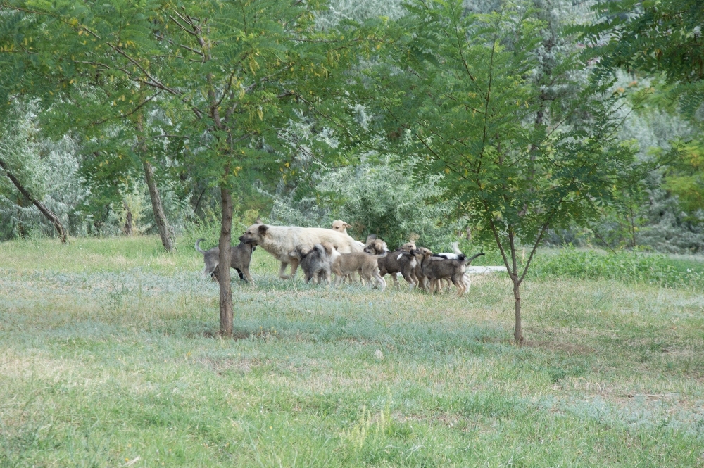 CE NU VĂ PLACE ÎN ORAŞUL GALAŢI? Parcul de la Selgros, locul unde haitele fac legea